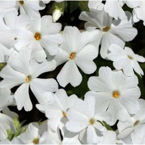 Phlox subulata 'Fabulous White' / Nõeljalehine leeklill 'Fabulous White' (padjandfloks)